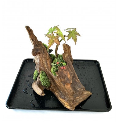 苔盆景流木山水画は、自然の美しさを凝縮した、心が和むアイテムです。