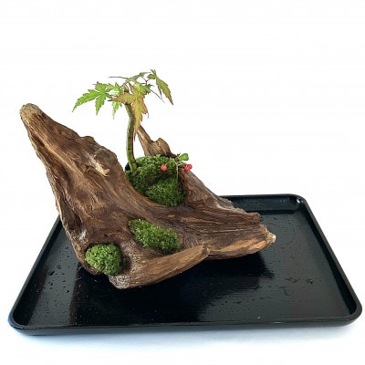苔盆景流木山水画は、自然の美しさを凝縮した、心が和むアイテムです。