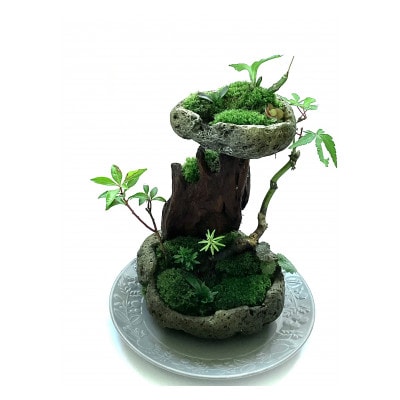 苔盆景　苔盆栽　森の秘境