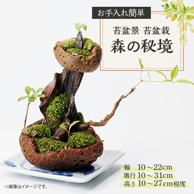 苔盆景　苔盆栽　森の秘境