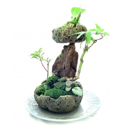 苔盆景　苔盆栽　森の秘境