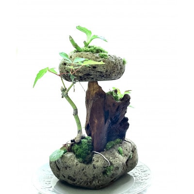 苔盆景　苔盆栽　森の秘境