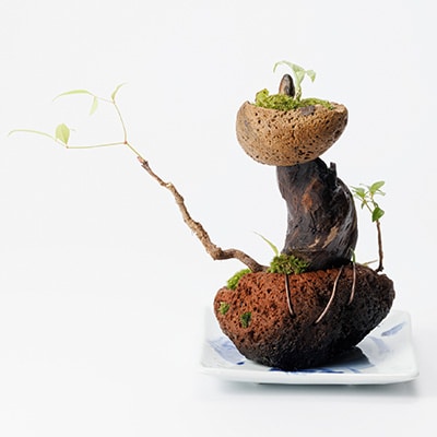 苔盆景　苔盆栽　森の秘境