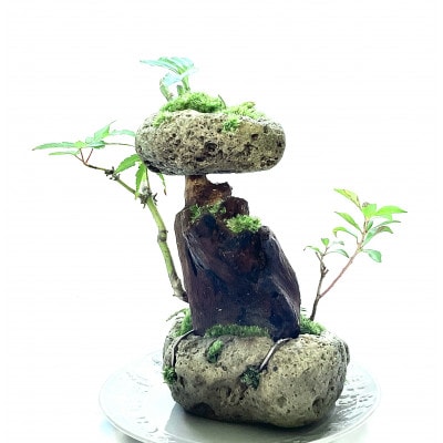 苔盆景　苔盆栽　森の秘境