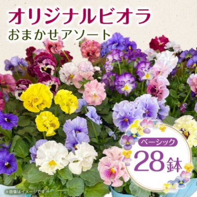 オリジナルビオラおまかせアソート〈ベーシック 28鉢〉