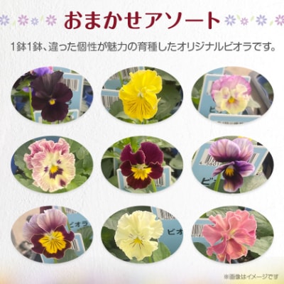 オリジナルビオラおまかせアソート〈ベーシック 28鉢〉