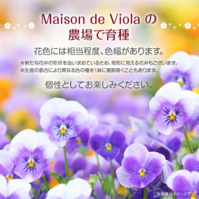 オリジナルビオラおまかせアソート〈ベーシック 28鉢〉