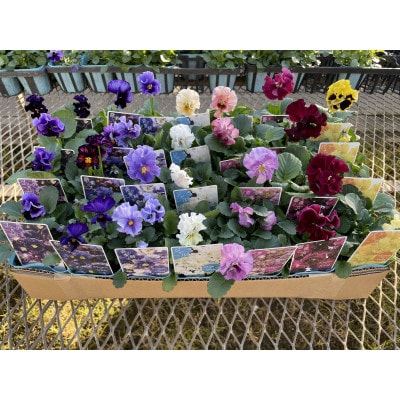 オリジナルビオラおまかせアソート〈プレミアム28鉢〉