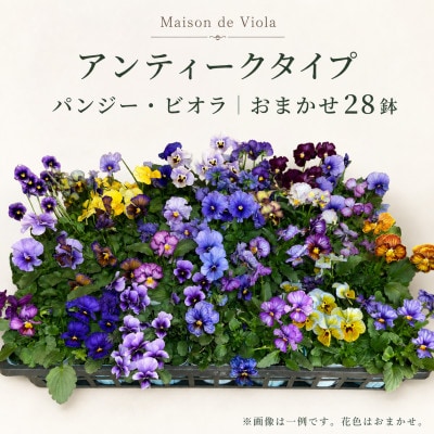 オリジナルパンジー・ビオラ おまかせアソート《アンティークタイプ28鉢》