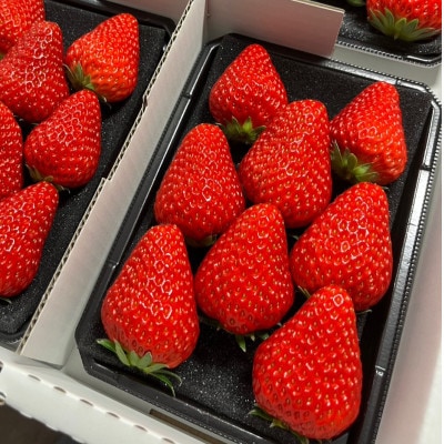 【発送月固定定期便】紅ほっぺ【250g×4パック】全3回