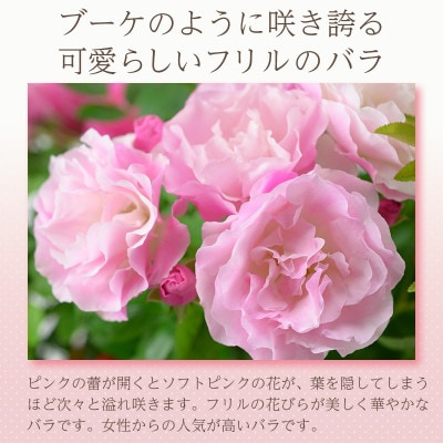 【2025年5月上旬発送】ピンクサマースノー 6号鉢