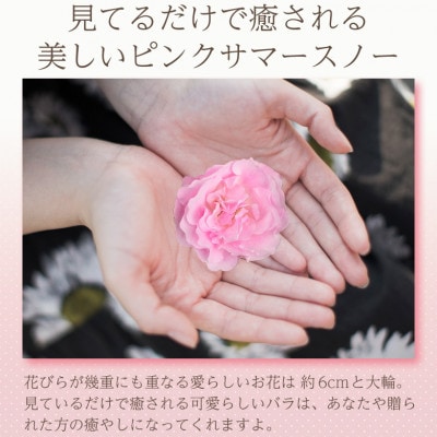 【2025年5月上旬発送】ピンクサマースノー 6号鉢