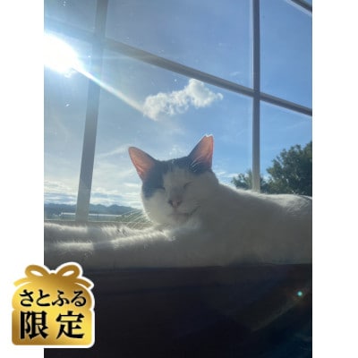 【さとふる限定】保護猫カフェ体験チケット計2名様分