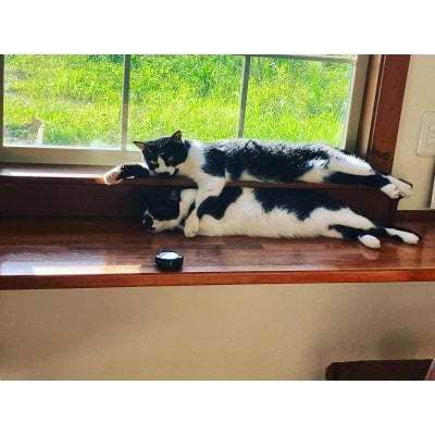 【さとふる限定】保護猫カフェ体験チケット計2名様分