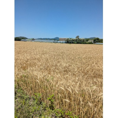 JAひまわり産小麦使用　無塩製麺そうめん300g10入×2