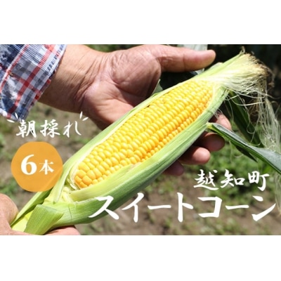 【期間限定】≪数量限定≫ 山中さんの朝採れ　スイートコーン