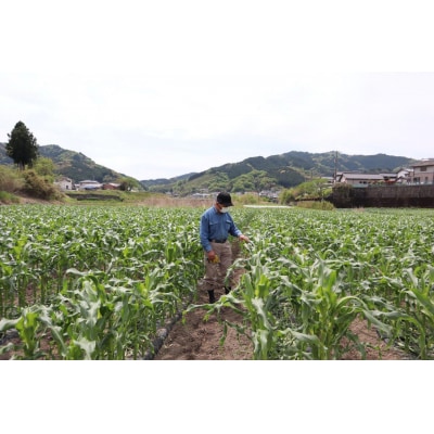 【期間限定】≪数量限定≫ 山中さんの朝採れ　スイートコーン