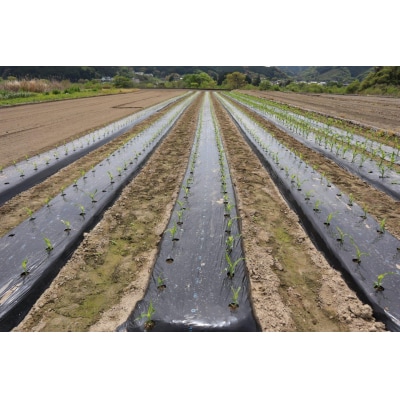 【期間限定】≪数量限定≫ 山中さんの朝採れ　スイートコーン