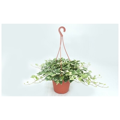 お楽しみ季節の鉢植え(ミニ)