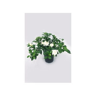 お楽しみ季節の鉢植え(ミニ)