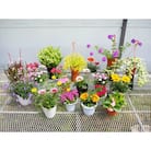 お楽しみ季節の鉢植え(中)