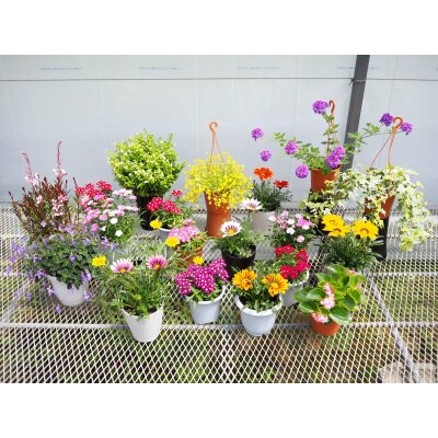 お楽しみ季節の鉢植え(大)