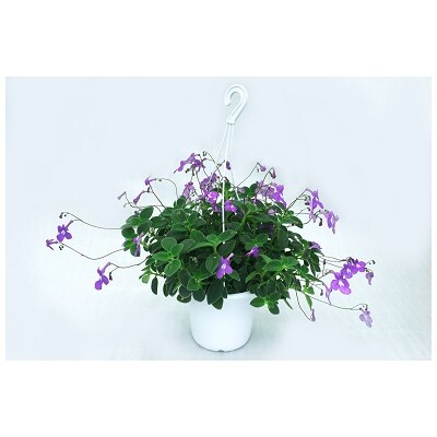 お楽しみ季節の鉢植え(大)