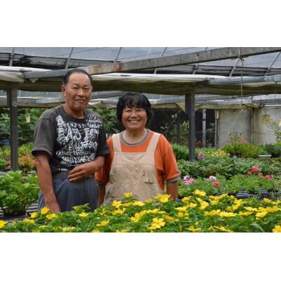 季節の鉢植えお楽しみ【定期便】セット