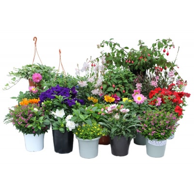 季節の鉢植えお楽しみ【定期便】セット