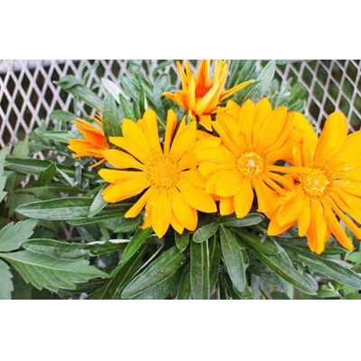 季節の鉢植えお楽しみ【定期便】セット