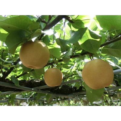 大きくて甘い　越知町の新高梨【約700g　6玉】フルーツ 果物 新鮮 産直