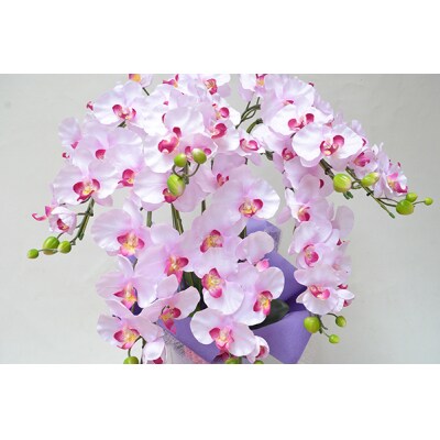 胡蝶蘭 7本立(85cm 薄ピンク花弁ピンク)FA-903 