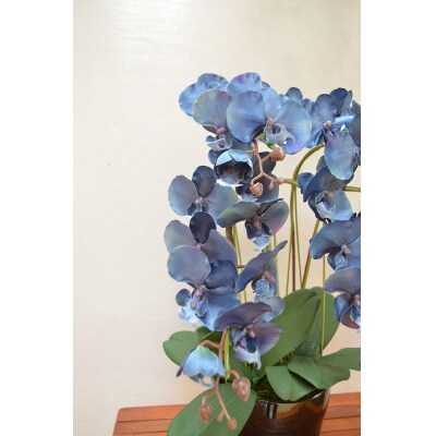 胡蝶蘭(65cm ブルー)FAA-126 