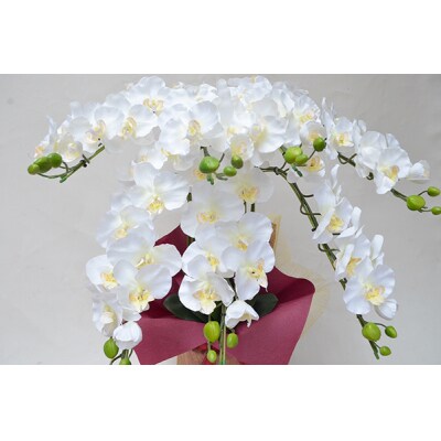 胡蝶蘭 7本立(83cm ホワイト花弁イエロー)FA-905 