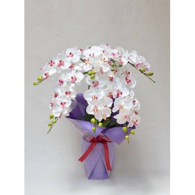 胡蝶蘭 7本立(85cm ホワイト花弁ピンク)FA-902 
