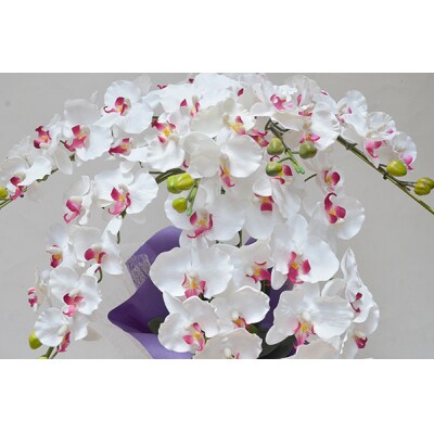胡蝶蘭 7本立(85cm ホワイト花弁ピンク)FA-902 