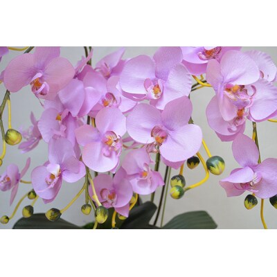 胡蝶蘭 6本立(75cm 薄ピンク花弁イエロー)FAA-020 