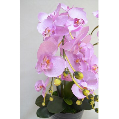 胡蝶蘭 6本立(75cm 薄ピンク花弁イエロー)FAA-020 