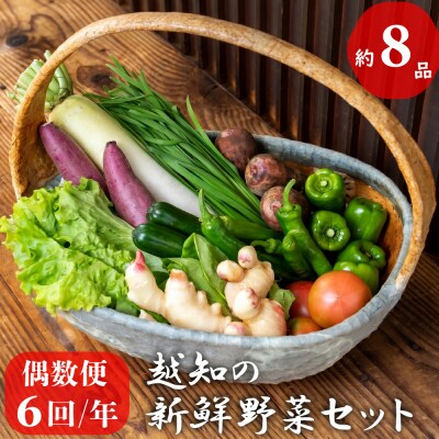 越知産市の季節の野菜セット(年6回発送) 偶数月　産地直送　旬野菜