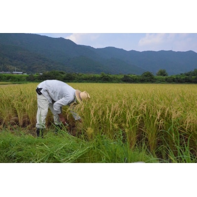 「おち米」定期便　(5kg × 3回)　産直　白米