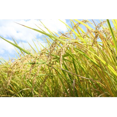 「おち米」定期便　(10kg × 3回)　産直　白米