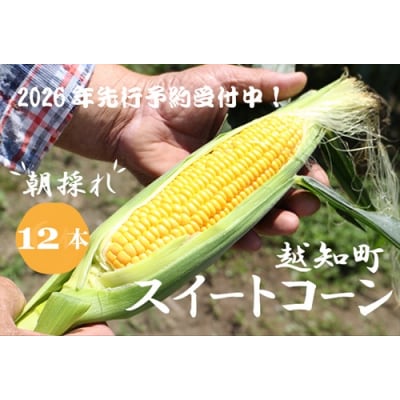 【2026年発送 先行受付】【期間限定】山中さんの朝採れ　スイートコーン