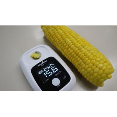 【2026年発送 先行受付】【期間限定】山中さんの朝採れ　スイートコーン