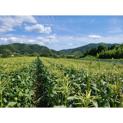 【2026年発送 先行受付】【期間限定】山中さんの朝採れ　スイートコーン