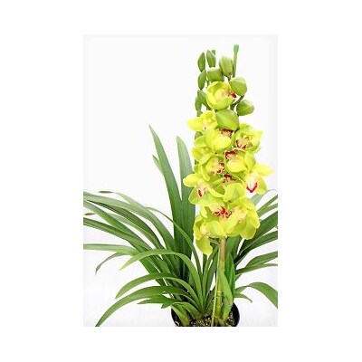 洋らんシンビジューム「松竹梅」(2本立)