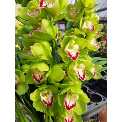 洋らんシンビジューム「松竹梅」(2本立)