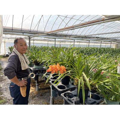 洋らんシンビジューム「松竹梅」(2本立)