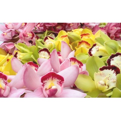 洋らん シンビジューム「切り花ミックス」(大)