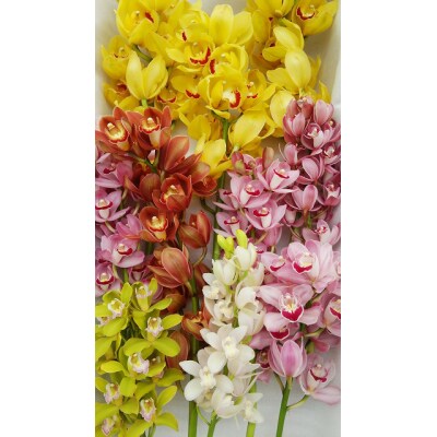 洋らん シンビジューム「切り花ミックス」(大)