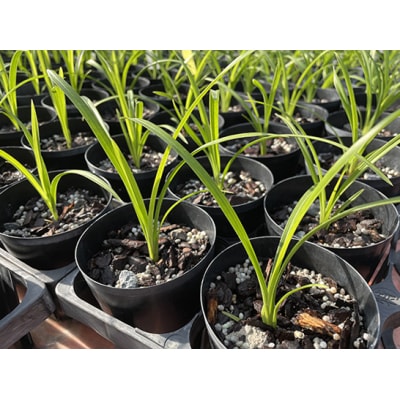 洋らん シンビジューム「切り花ミックス」(大)